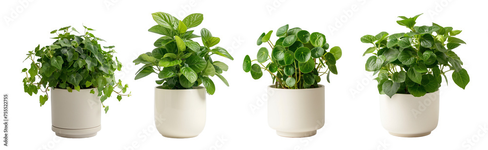 Plants with rich and dense foliage in ceramic pot such as polyscias, ivy isolated on the white background. House plants isolated on white background. Plants with rich and dense foliage in ceramic pot such as polyscias, ivy isolated on the white background. House plants isolated on white background.