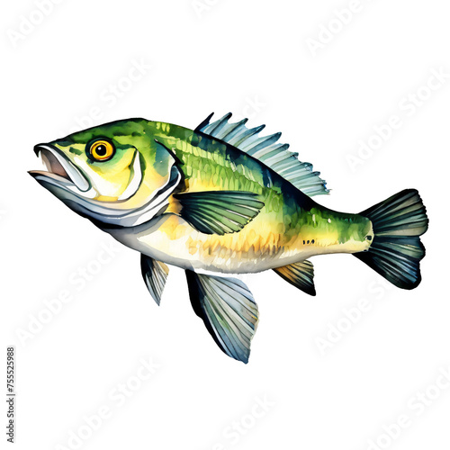Perch fish watercolor style with transparent background