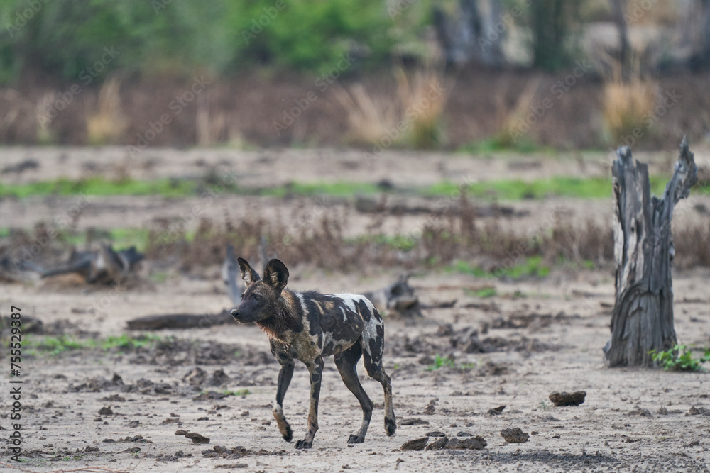 African Wild Dog (Lycaon pictus) on the prowl looking for prey in South Luangwa National Park, Zambia