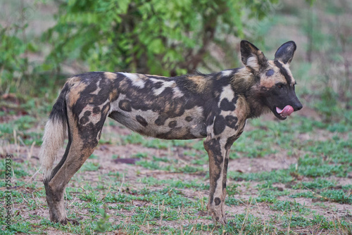African Wild Dog (Lycaon pictus) on the prowl looking for prey in South Luangwa National Park, Zambia