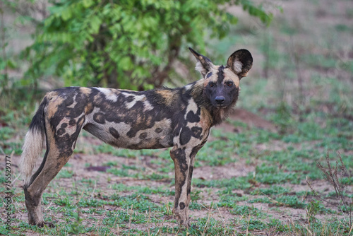 African Wild Dog (Lycaon pictus) on the prowl looking for prey in South Luangwa National Park, Zambia