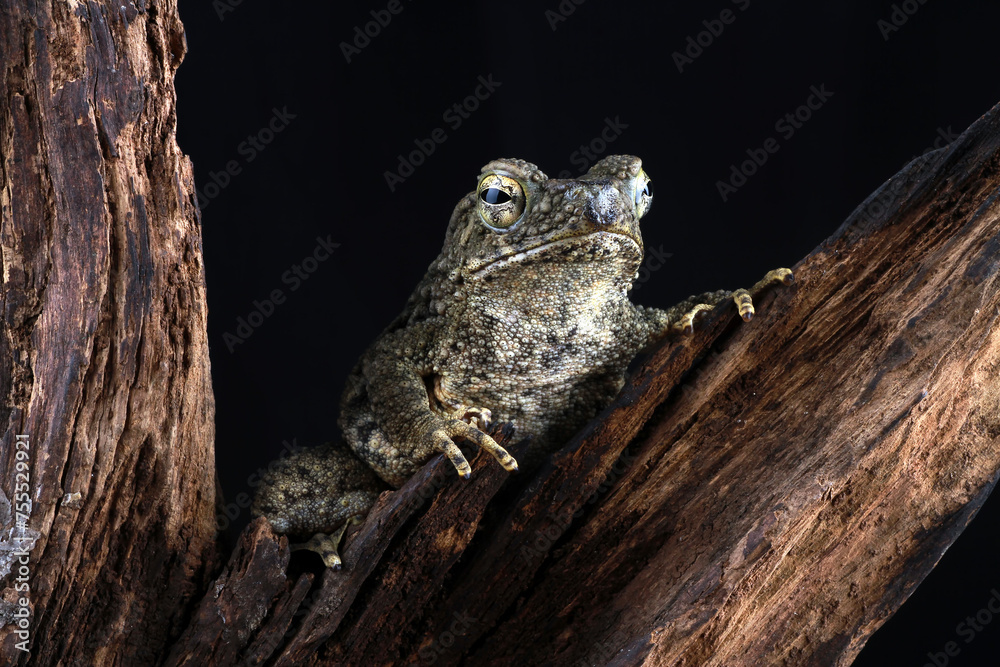 Phrynoidis aspera, Bufo asper toad with black background Phrynoidis aspera, Bufo asper toad with black background