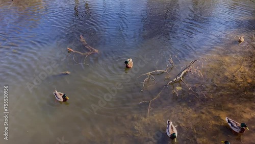 Wild ducks on the lake shore in the park, female and male ducks in the wild swim in the lake in autumn