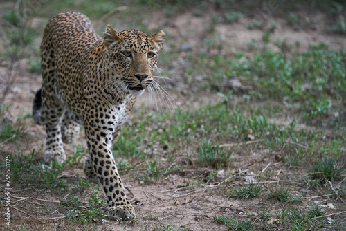 Female Leopard  Panthera pardus  hunting in South Luangwa National Park  Zambia