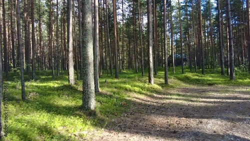 Pine forest with green grass between the trees on a warm summer day. Ecotourism. Unity with nature