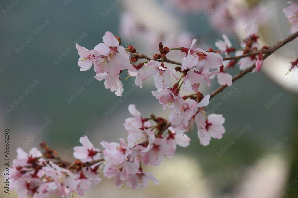 桜咲く冨士霊園。花曇りのもと、桜に彩られる公園墓地。フジザクラ（マメザクラ）。