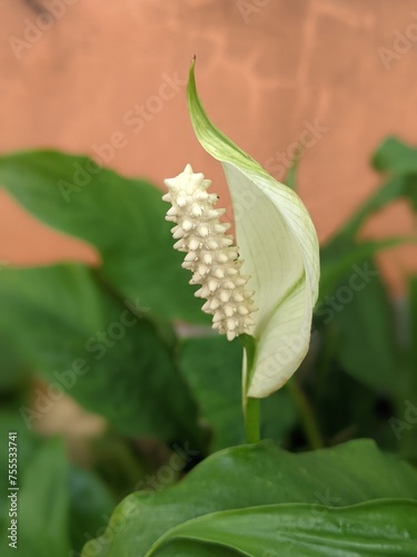 Spathiphyllum is a genus of monocotyledonous flowering plants in the Araceae family, commonly known as spaths or peace lilies.