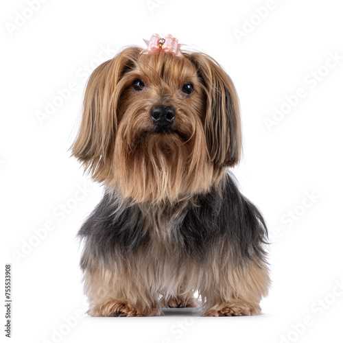 Adult Yorkshire Terrier dog, standing facing front. Pink bow tie in hair. Looking towards camera. Isolated on a white background. © Nynke
