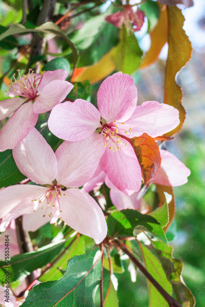 Obraz premium Blossom pink flowers of apple tree on the background of blooming garden in spring.