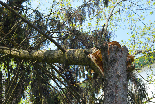 Wind damage of spruce tree. Fallen fir tree trunk after wind storm