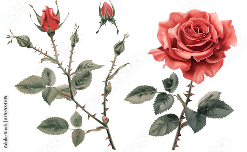 Red rose with buds and thorns vector illustration graphics isolated on a transparent background