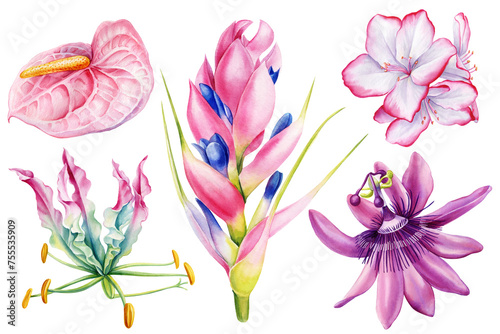 Tropical flowers set on isolated background watercolor botanical illustration, hand drawing exotic flora, jungle plant © Hanna