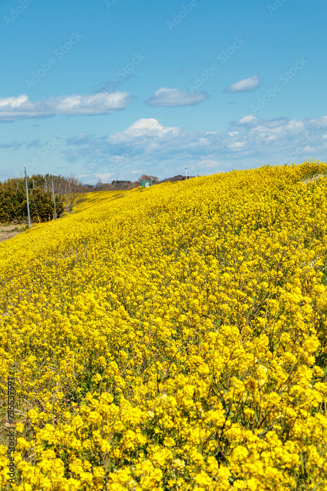 Obraz premium 春の到来を告げるなの花畑