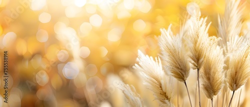 Close up of soft plants Pampas grass (Cortaderia selloana) neutral beige color with sunbeam, wallpaper, banner. Plant texture. minimalistic home design interior. photo