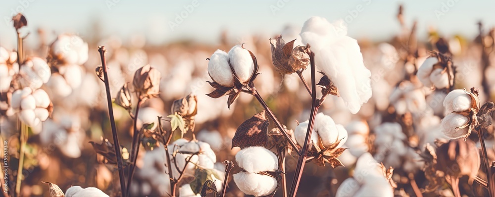 Close up ripe cotton with white fiber grow on plantation - obrazy, fototapety, plakaty 