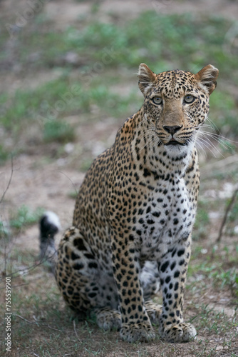 Female Leopard  Panthera pardus  hunting in South Luangwa National Park  Zambia