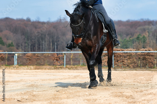Horse with rider training on the riding arena, horse with kidney cover close-up legs and horse body.