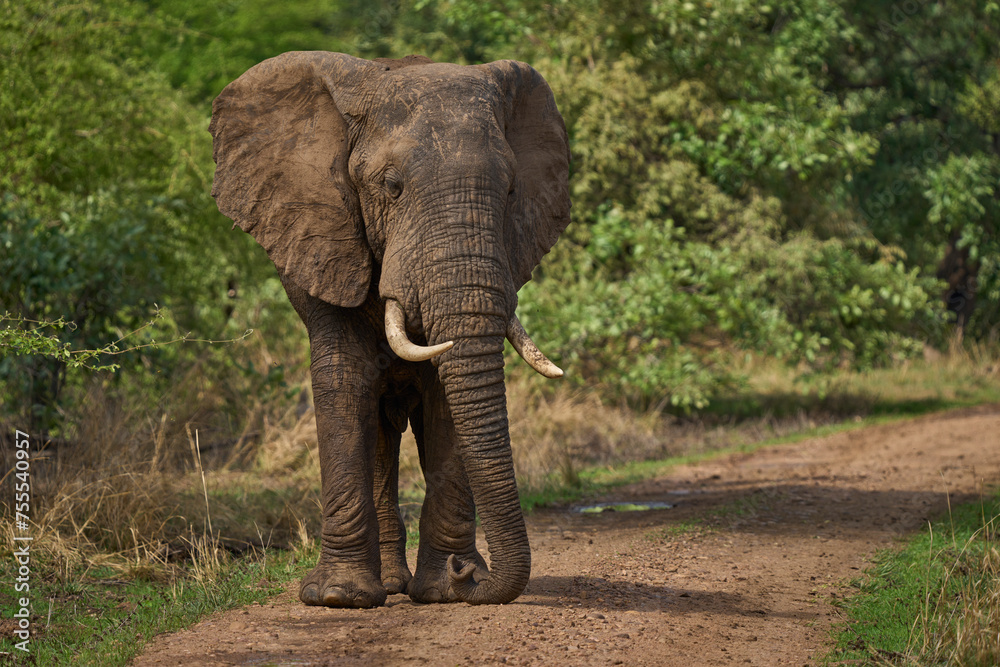 Obraz premium Bachelor group of male African Elephant (Loxodonta africana) in South Luangwa National Park, Zambia 