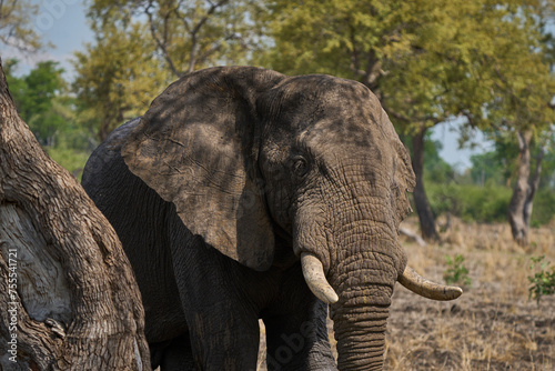 Large male African Elephant  Loxodonta africana  browsing in South Luangwa National Park  Zambia      