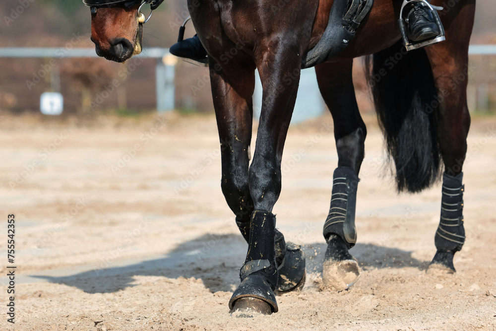 Obraz premium Horse with rider training on the riding arena, horse with kidney cover close-up legs and horse body.