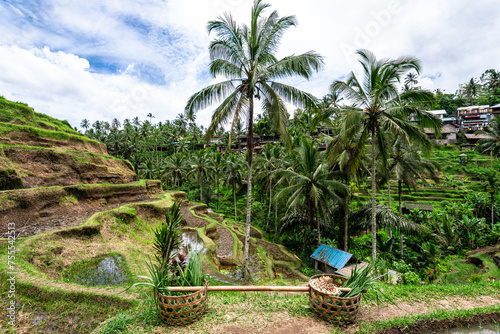 panoramic view of rice terrace field in bali, indonesia 