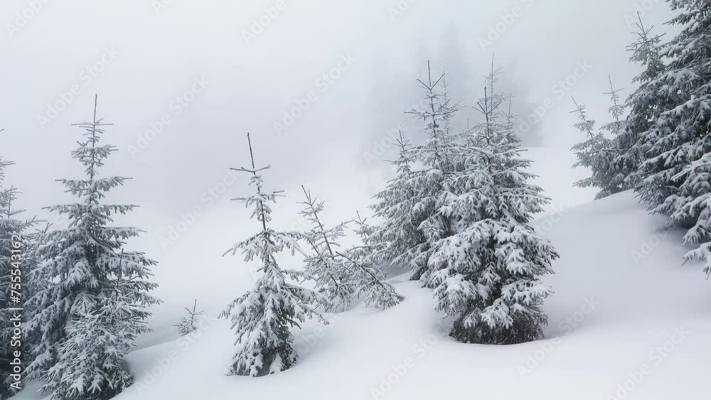 a snowstorm and frost turned high-mountain spruce trees and bushes into fabulous fantastic scenes, beautiful tones and colors of alpine nature in winter a snowstorm and frost turned high-mountain spruce trees and bushes into fabulous fantastic scenes, beautiful tones and colors of alpine nature in winter
