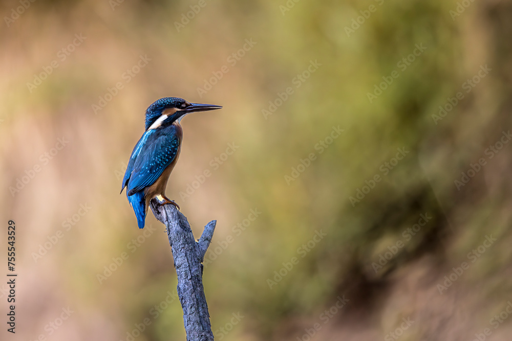 Fototapeta premium Kingfisher perched on a branch above a lake