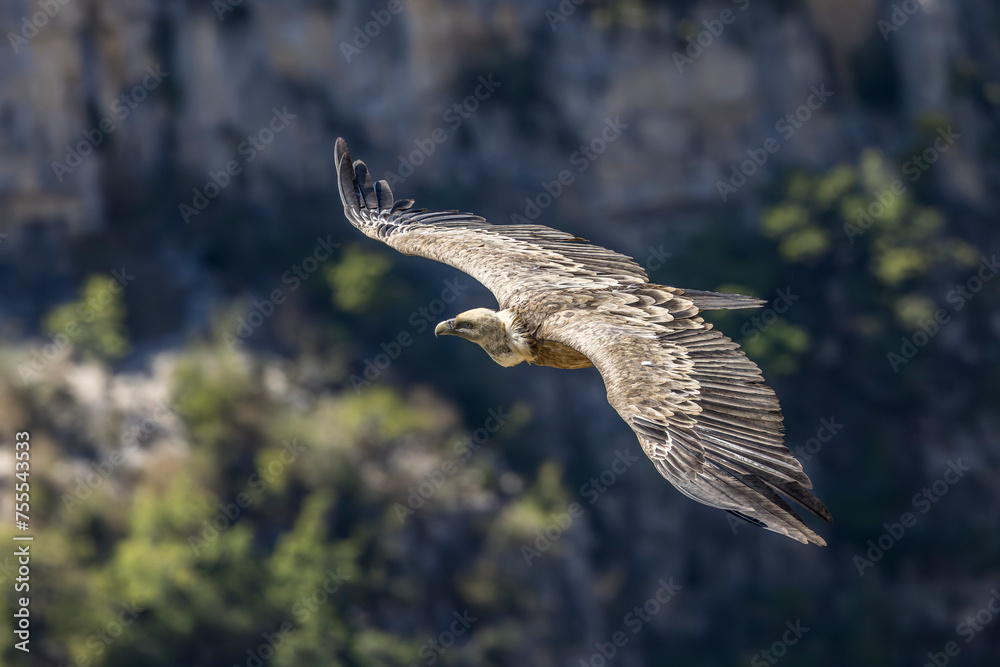 Fototapeta premium Griffon vulture in flight with trees in the background 