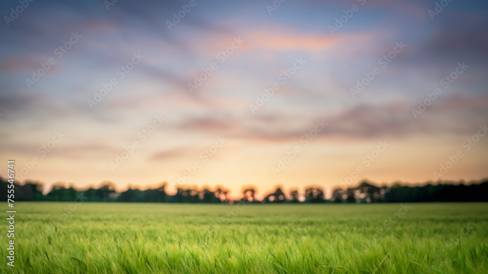Beautiful sunset over a field of lush