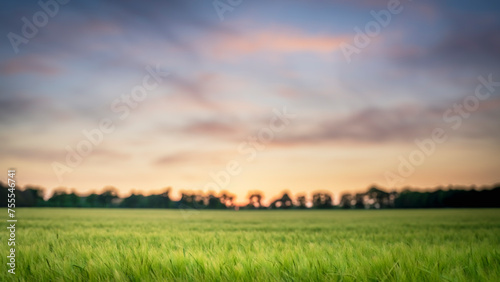 Beautiful sunset over a field of lush