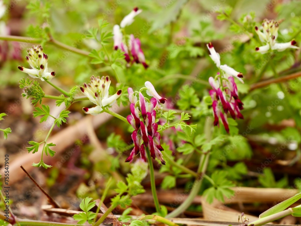 Flowers of the white ramping fumitory or climbing fumitory (Fumaria capreolata), Spain Flowers of the white ramping fumitory or climbing fumitory (Fumaria capreolata), Spain