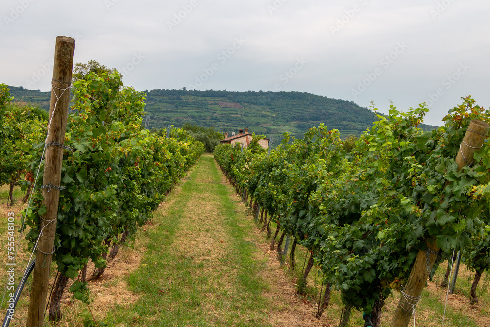vineyards on the Venetian hills