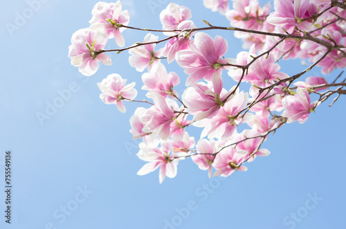 Branches of light pink Magnolia flowers on blue sky background. Selective focus.