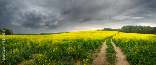 Panoramic view of countryside of yellow buckwheat field before rain