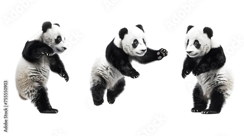 panda on transparent background