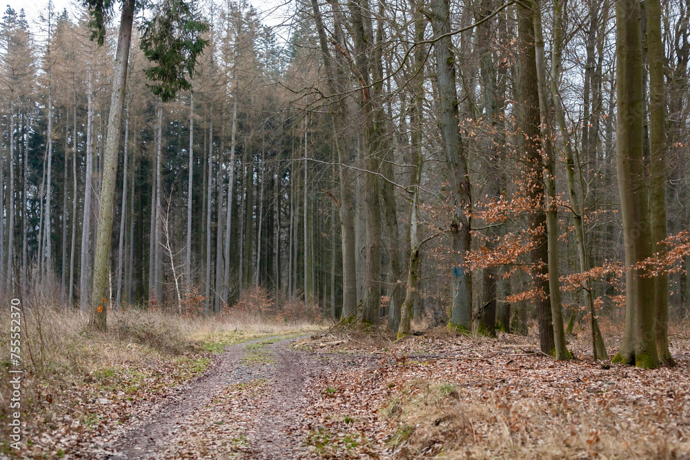 Φωτογραφία Waldweg mit breitem Weg zum Fahrrad fahren