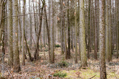Fototapeta Naklejka Na Ścianę i Meble -  Viele Baumstämme im Wald im Herbst