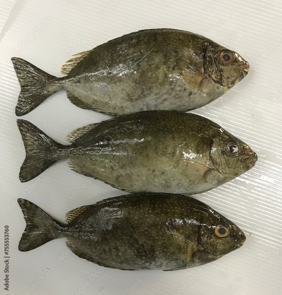 fresh raw cold seafood bai du small mini white whole fish ikan on white ice background halal food cuisine hyper market menu for restaurant ingredient design