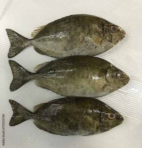 Obraz na płótnie fresh raw cold seafood bai du small mini white whole fish ikan on white ice background halal food cuisine hyper market menu for restaurant ingredient design w salonie