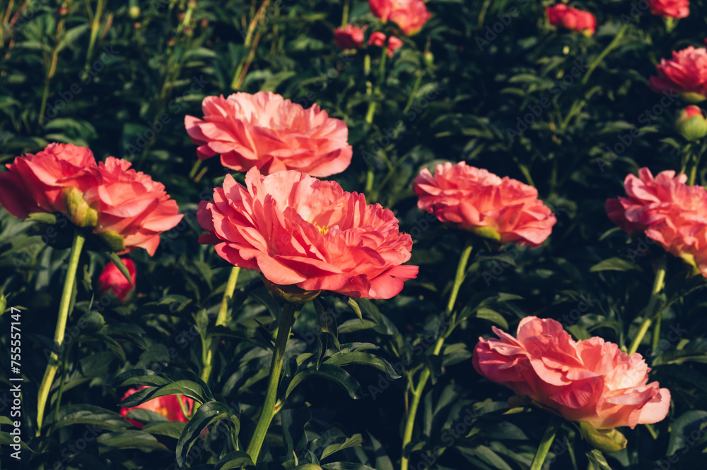 Beautiful coral red peony flowers blooming in the garden, close up. Summer natural flowery background. Beautiful coral red peony flowers blooming in the garden, close up. Summer natural flowery background.