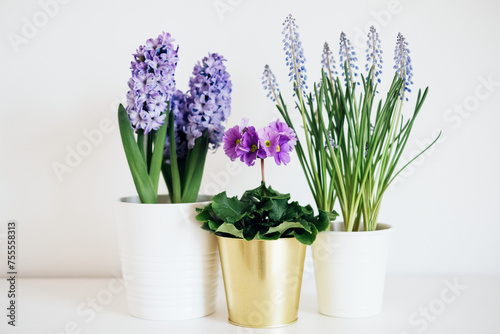 Beautiful fresh spring flowers such as hyacinth  primula and muscari in full bloom against white background.