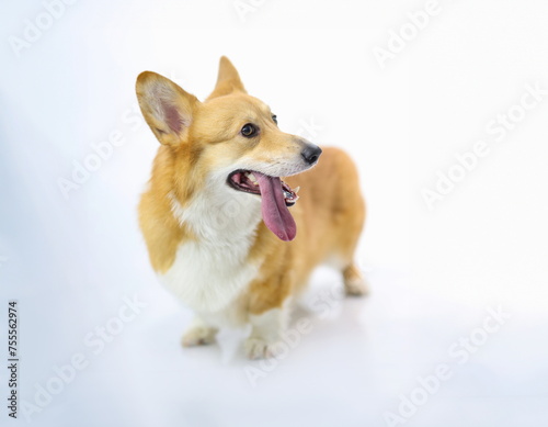 Portrait of red haired thoroughbred dog corgi on white background. Favorite pet concept