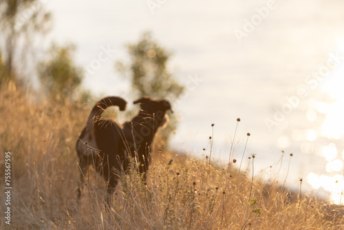 Dog in a long grass, appenzeller sennenhund photo
