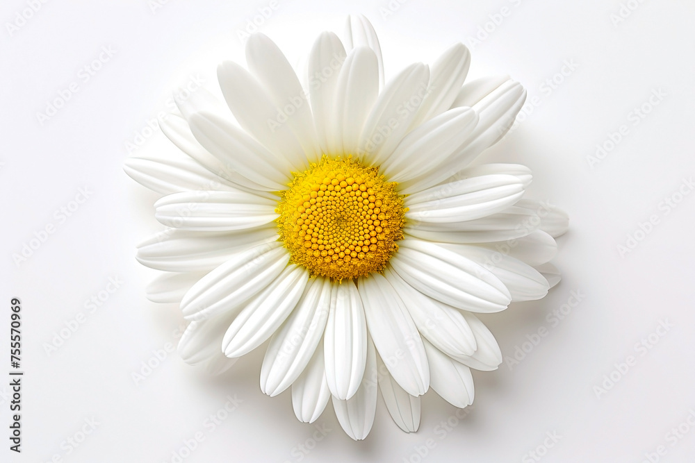 White daisy flower on white background. Top view. Flat lay. Generative Ai