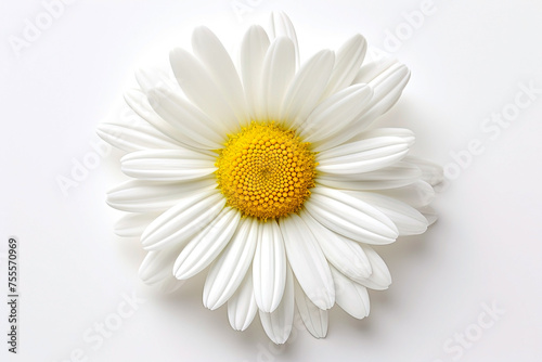 White daisy flower on white background. Top view. Flat lay. Generative Ai