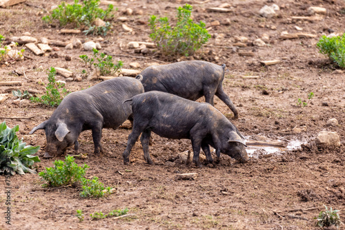 Piglets of Porc Negre Mallorquì breed root and dig with their snouts on  farm pasture in Majorca, Mallorca, Balearic Islands, Spain, Europe photo