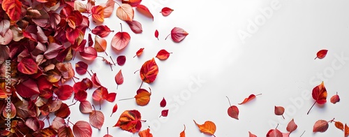 White Background layouts decorate with leaves. autumn theme concept. copy space. mockup. presentation. top view  flat lay.