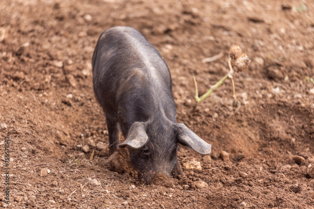 Piglets of Porc Negre Mallorquì breed root and dig with their snouts on farm pasture in Majorca, Mallorca, Balearic Islands, Spain, Europe Piglets of Porc Negre Mallorquì breed root and dig with their snouts on farm pasture in Majorca, Mallorca, Balearic Islands, Spain, Europe