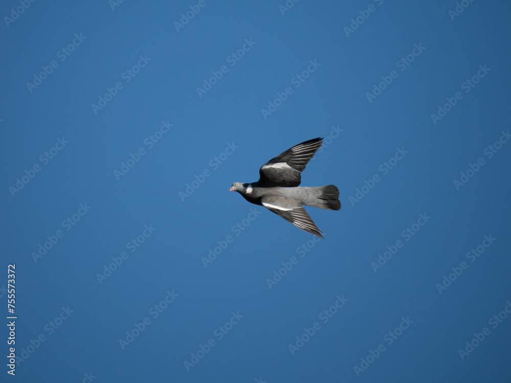 Ringeltaube (Columba palumbus)