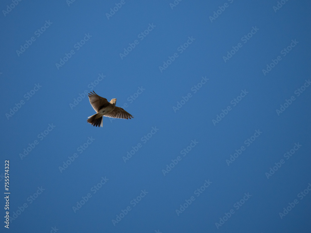 Obraz premium Feldlerche&nbsp;(Alauda arvensis)